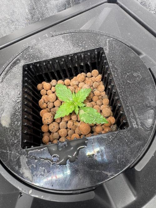 First Rdwc grow. Week 3