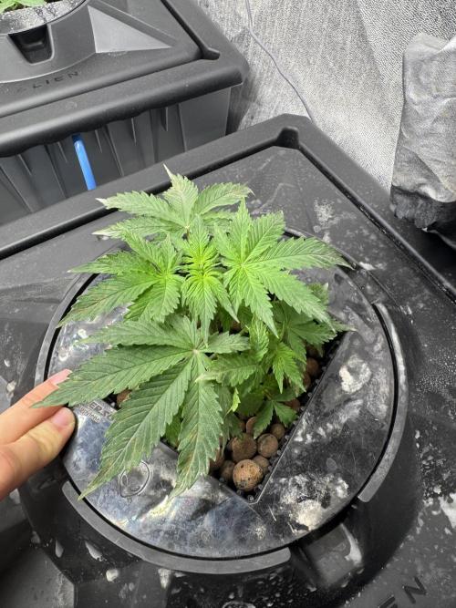 First Rdwc grow. Week 4 - Jack Herrer