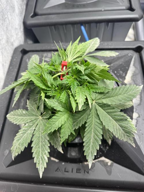 First Rdwc grow. Week 4 - Started some lst