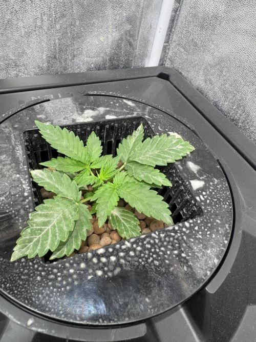 First Rdwc grow. Week 4
