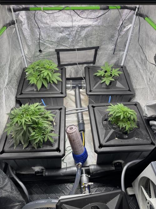 First Rdwc grow. Week 5