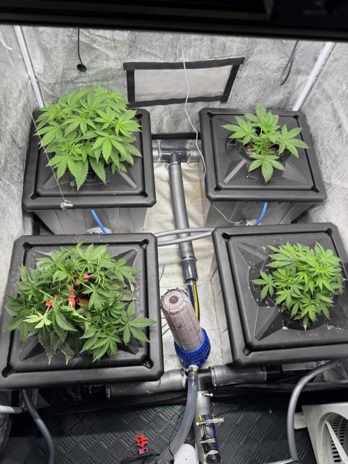 First Rdwc grow. Week 5