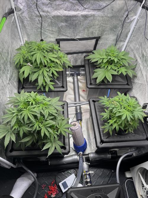 First Rdwc grow. Week 5