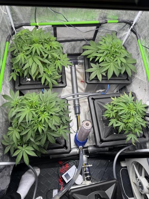 First Rdwc grow. Week 5