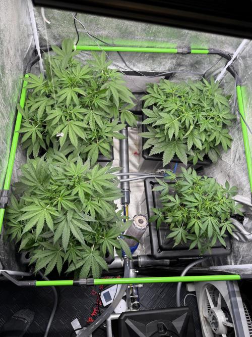 First Rdwc grow. Week 7