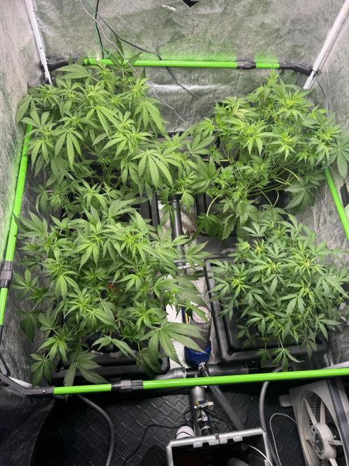 First Rdwc grow. Week 8