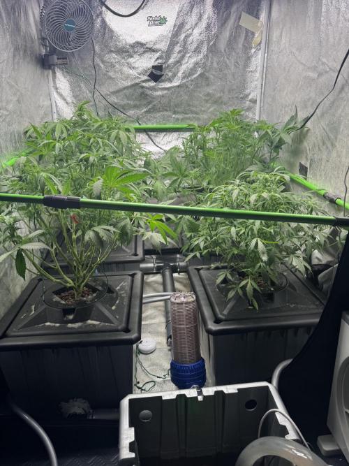 First Rdwc grow. Week 8