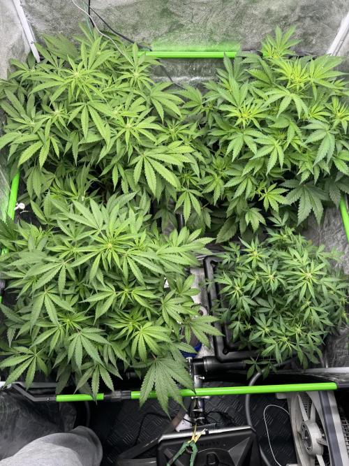 First Rdwc grow. Week 9