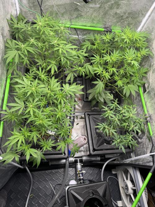 First Rdwc grow. Week 9