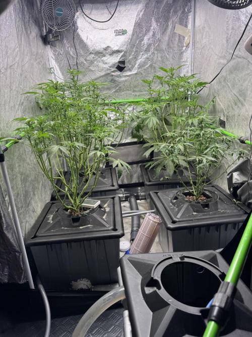 First Rdwc grow. Week 9