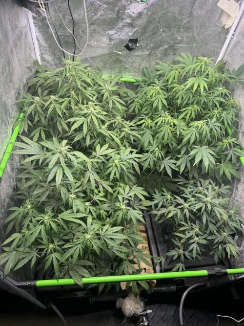 First Rdwc grow. Week 10