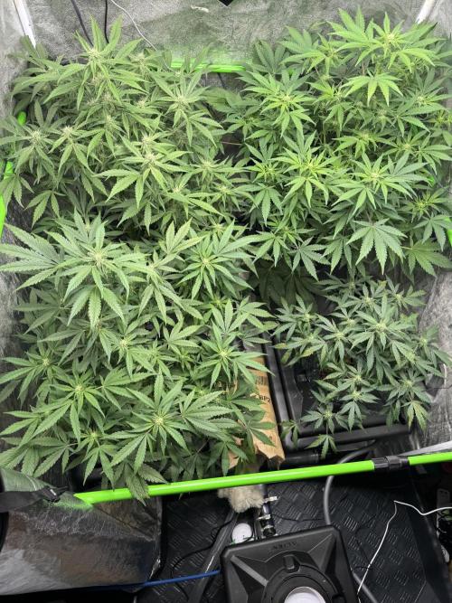 First Rdwc grow. Week 10