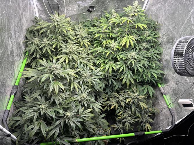 First Rdwc grow. Week 13