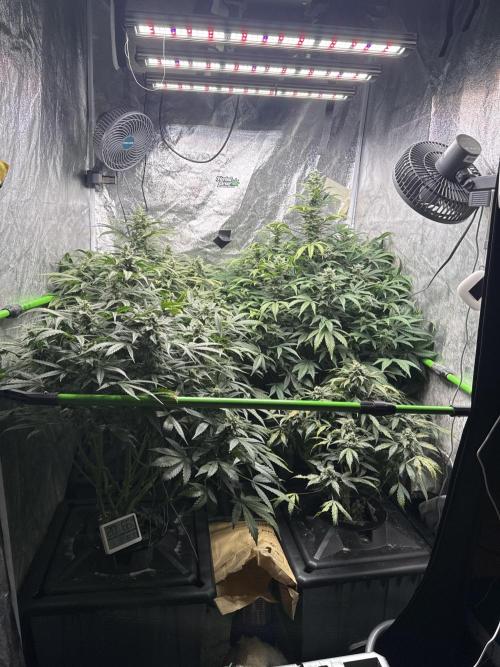 First Rdwc grow. Week 13