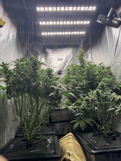 First Rdwc grow. Week 13