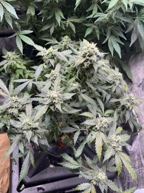 First Rdwc grow. Week 13