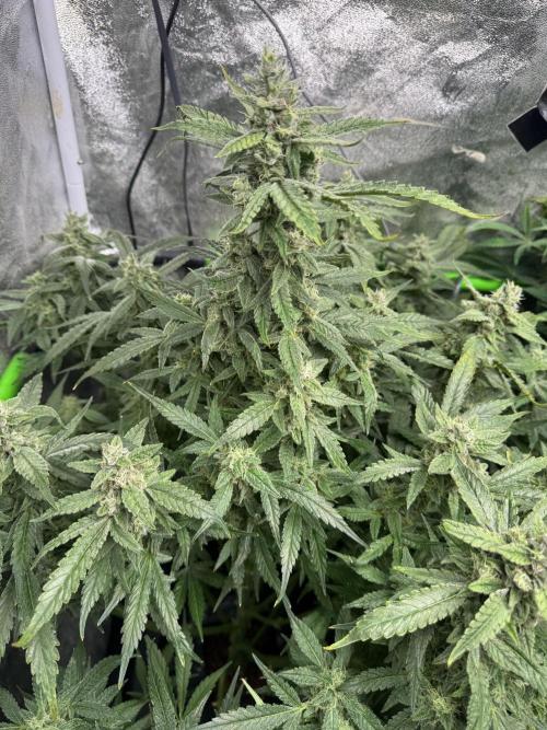 First Rdwc grow. Week 13