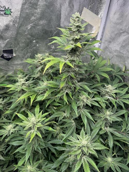 First Rdwc grow. Week 13