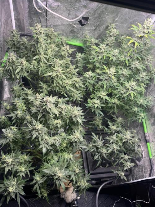 First Rdwc grow. Week 13 - After defo