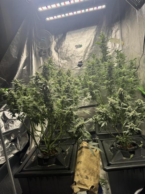 First Rdwc grow. Week 13 - After defo