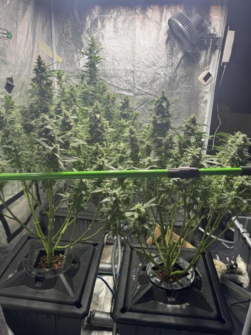 First Rdwc grow. Week 13 - After defo