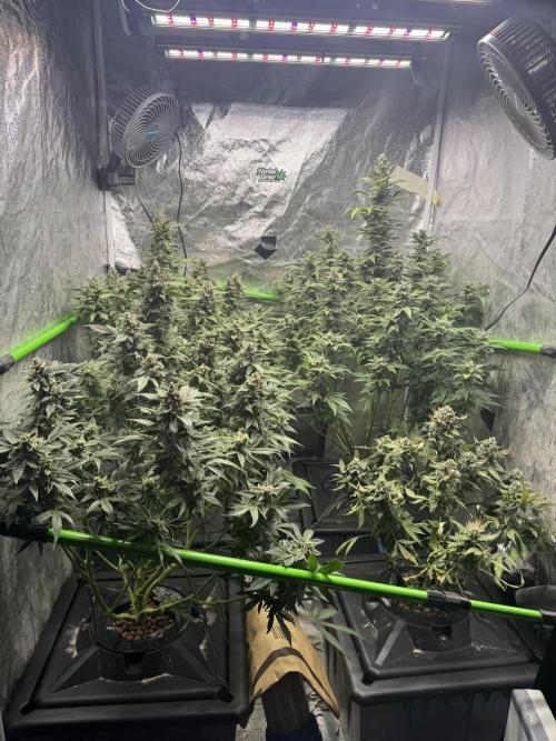 First Rdwc grow. Week 14