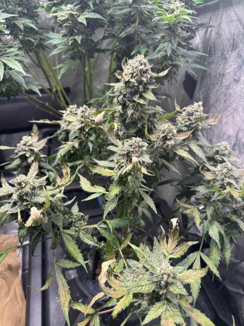 First Rdwc grow. Week 14