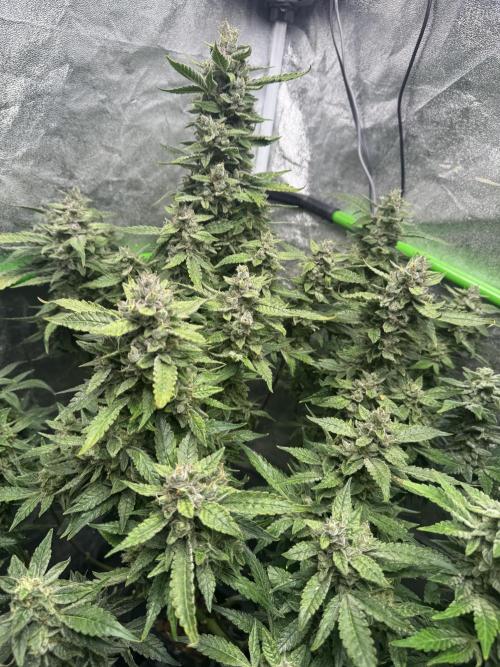 First Rdwc grow. Week 14