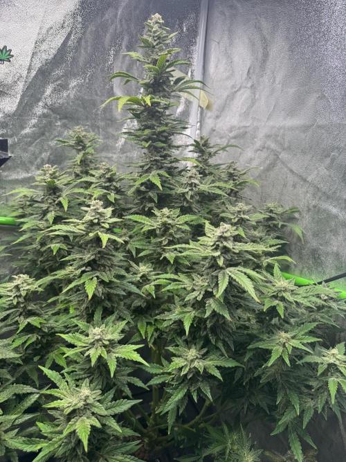 First Rdwc grow. Week 14