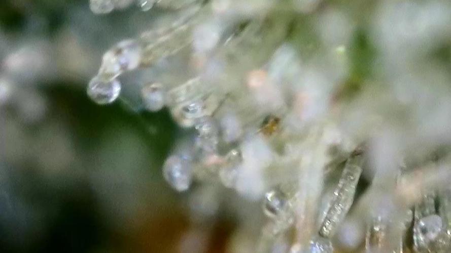 First Rdwc grow. Week 14