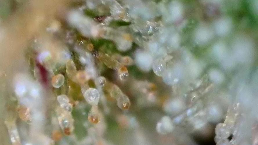 First Rdwc grow. Week 14