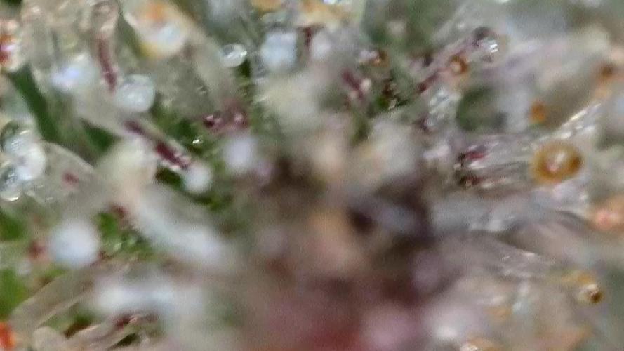 First Rdwc grow. Week 14