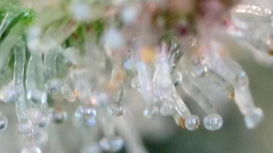 First Rdwc grow. Week 14