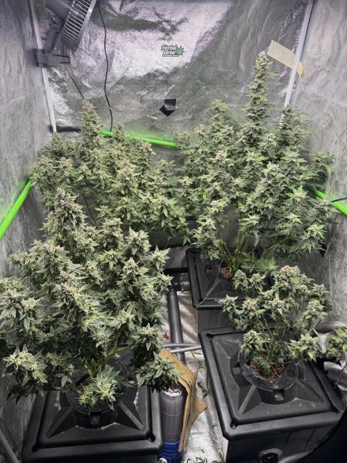 First Rdwc grow. Week 14 - 2 days left, did some defo