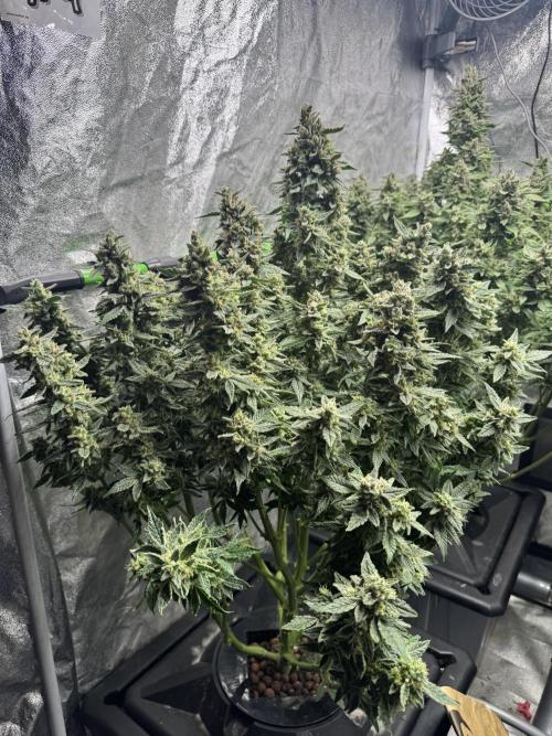 First Rdwc grow. Week 14 - 2 days left, did some defo