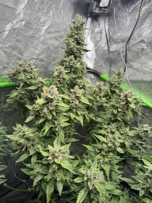 First Rdwc grow. Week 14 - 2 days left, did some defo