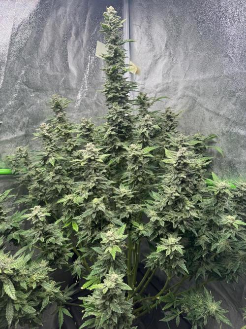 First Rdwc grow. Week 14 - 2 days left, did some defo