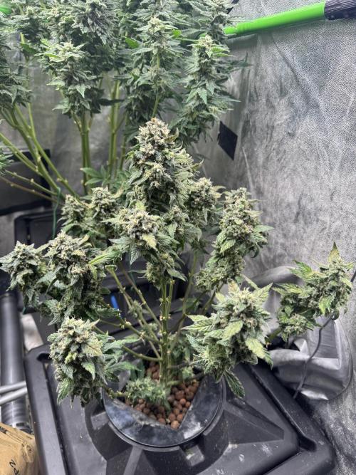 First Rdwc grow. Week 14 - 2 days left, did some defo