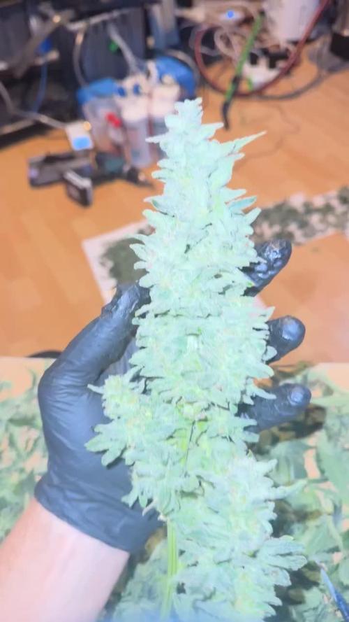 First Rdwc grow