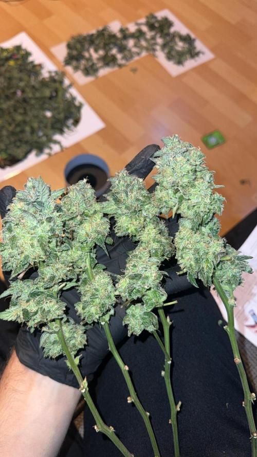 First Rdwc grow. Week 15