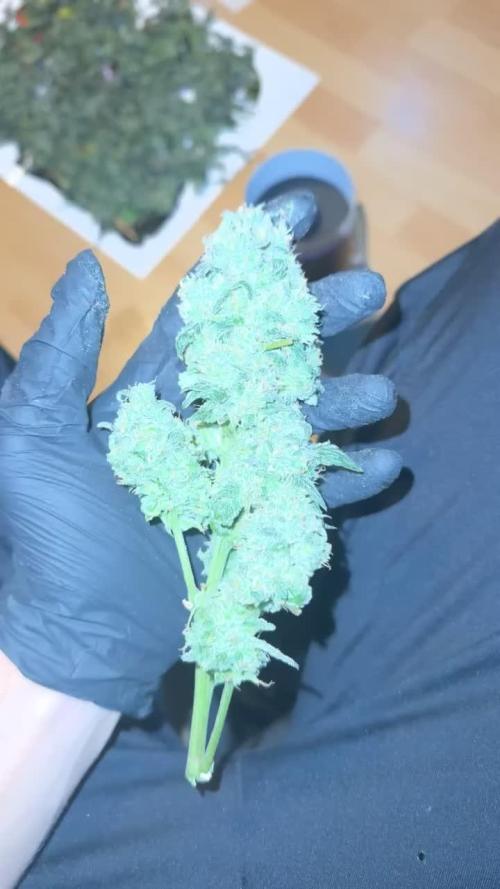 First Rdwc grow