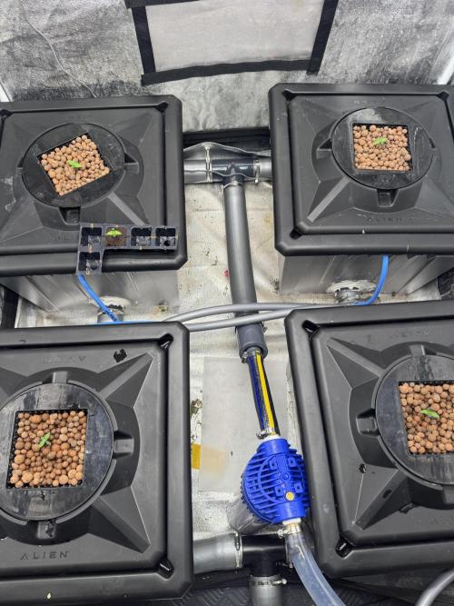 Papaya Cookies Auto | RDWC. Week 1