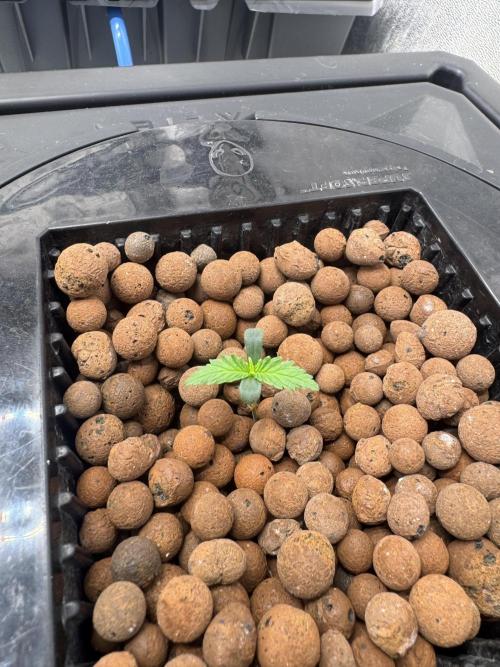 Papaya Cookies Auto | RDWC. Week 1