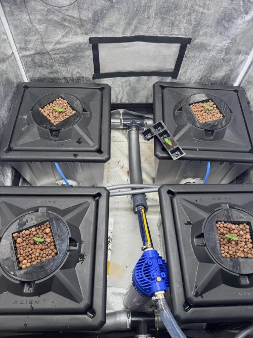 Papaya Cookies Auto | RDWC. Week 1