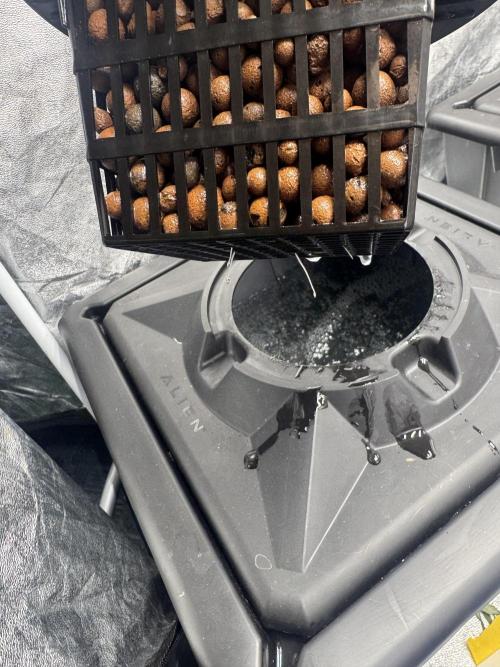 Papaya Cookies Auto | RDWC. Week 1 - First roots day 5 