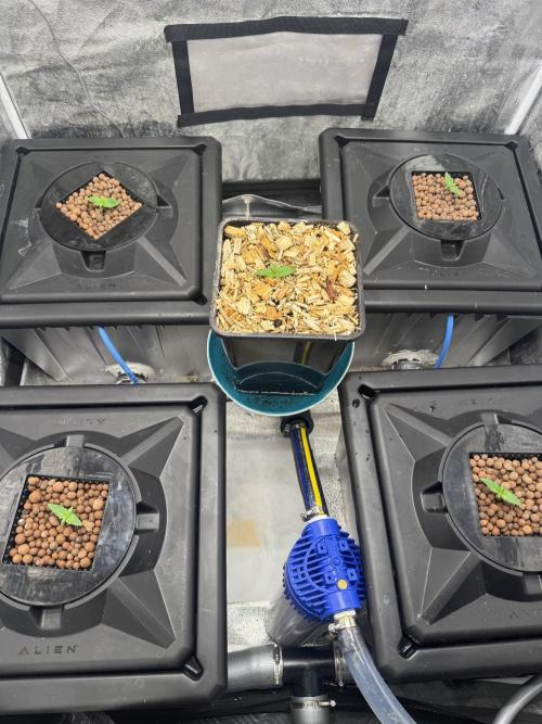 Papaya Cookies Auto | RDWC. Week 1 - Day 6