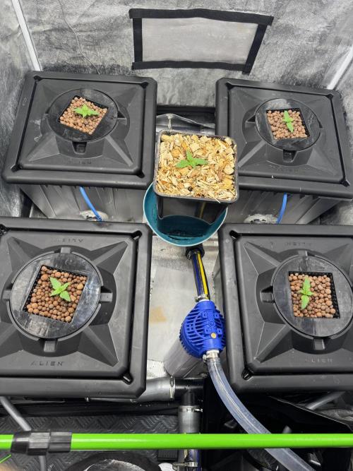 Papaya Cookies Auto | RDWC. Week 2