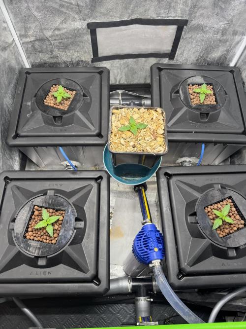 Papaya Cookies Auto | RDWC. Week 2 - Day 10