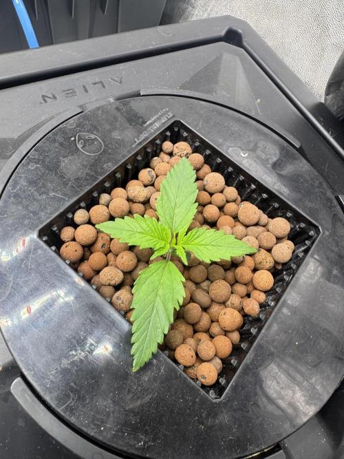 Papaya Cookies Auto | RDWC. Week 2 - Day 10