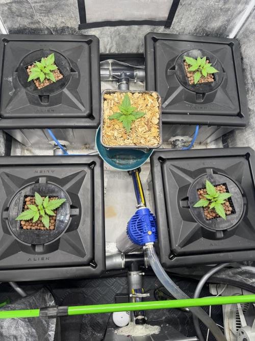 Papaya Cookies Auto | RDWC. Week 2 - Day 12